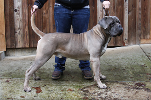 cane corso, rustic, breeder, puppies, blue, old world