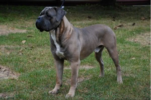 
cane corso, rustic, breeder, puppies, blue, old world