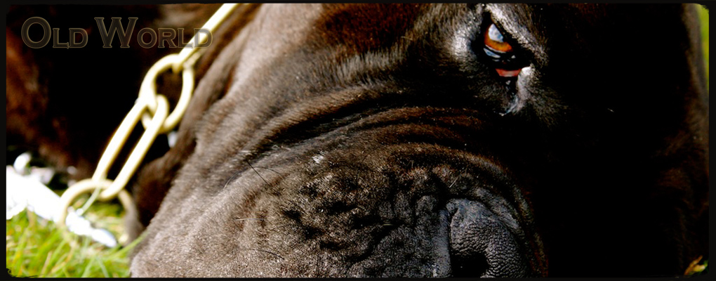 old world cane corso