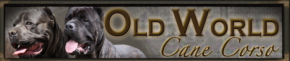 cane corso breeders